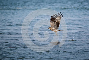 Black Kite Milvus migrans