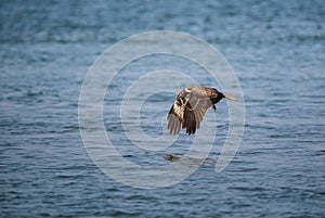 Black Kite Milvus migrans