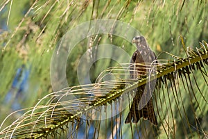 Black Kite - Milvus migrans