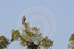 The black kite Milvus migrans