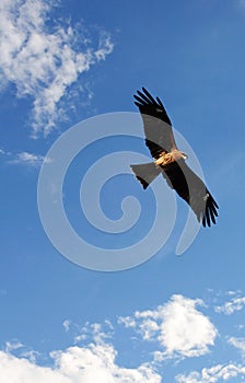 Black kite (Milvus migrans)