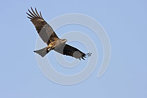 Black kite,Milvus migrans