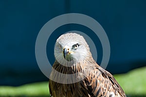 Black Kite (Milvus migrans)