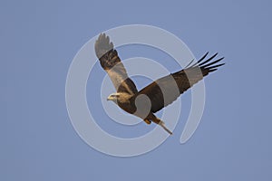 Black Kite (Milvus migrans)