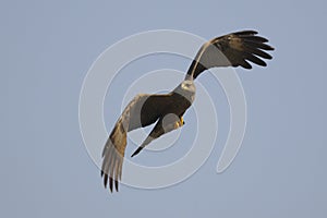 Black Kite (Milvus migrans)