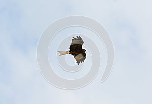 Black Kite (Milvus migrans)