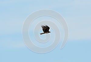 Black Kite (Milvus migrans)