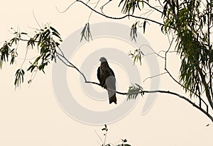 Black Kite (Milvus migrans)