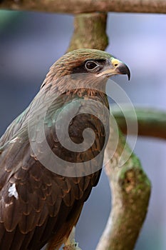 Black Kite (Milvus migrans)