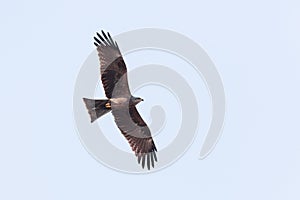 Black Kite (Milvus migrans)