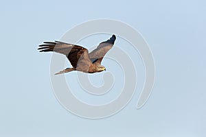 Black Kite (Milvus migrans)