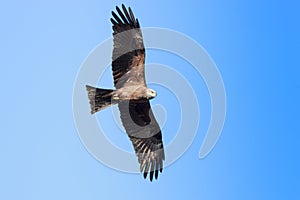 Black Kite (Milvus migrans)