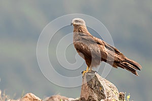 Black Kite Milvus migrans