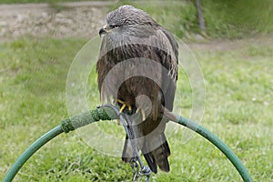 Black kite (Milvus migrans)