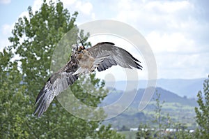 Black kite (Milvus migrans)