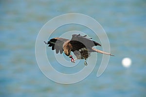 Black Kite ( Milvus migrans)