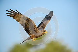 Black Kite - Milvus migrans photo