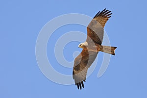 Black Kite - Milvus migrans bird of prey flying on the blue sky, Accipitridae, opportunistic hunter and are more likely to