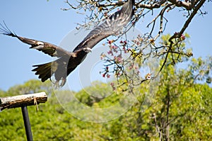 Black kite Milvus Migrans bird spreading its wings to fly.