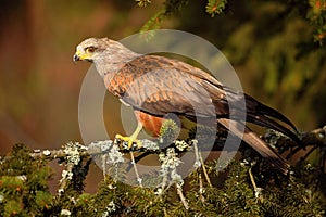 Black Kite, Milvus migrans, brown bird of prey sitting larch tree branch, animal in the habitat