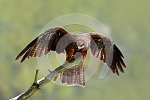 Black Kite, Milvus migrans, brown bird sitting larch tree branch with open wing. Animal in the nature habitat. Black Kite in the f