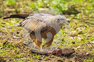 Black kite Milvus migrans eating