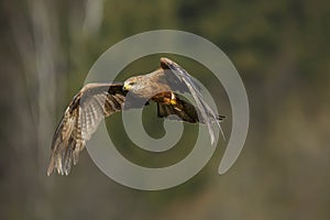 The black kite Milvus migrans flies to the prey