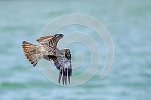 Black Kite Milvus migrans in flight