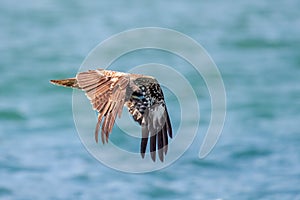 Black Kite Milvus migrans in flight