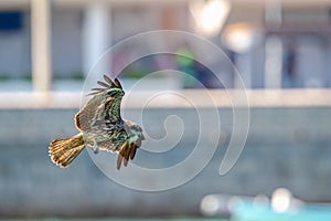 Black Kite Milvus migrans in flight