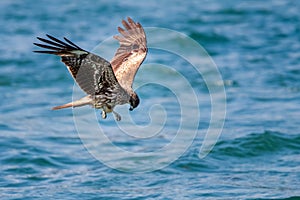 Black Kite Milvus migrans in flight