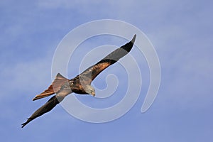 Black Kite / Milvus migrans in flight