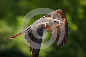 Black kite Milvus migrans in flight hunting