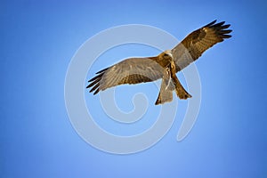 Black kite, Milvus migrans in flight in Senegal, Africa. Close up photo of big eagle. He carries a twig in his claw It is wildlife