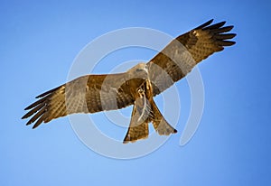 Black kite, Milvus migrans in flight in Senegal, Africa. Close up photo of big eagle. He carries a twig in his claw It is wildlife