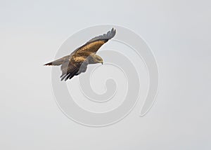 Black Kite in flight