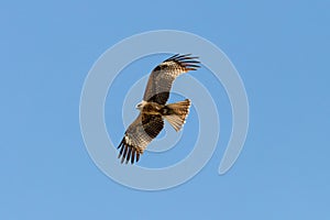 Black Kite - Milvus migrans - flying in Donana National Park, Andalucia, Spain