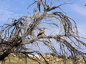 Black kite, Milvus migrans, Kalahari, South Africa