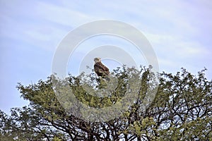 Black kite, Milvus migrans, Kalahari, South Africa