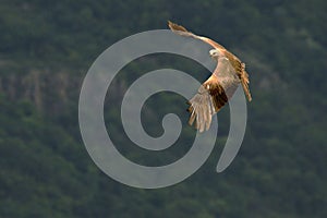 Black Kite Milvus migrans migrans flying and hunting with green background