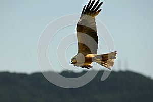 Black Kite Milvus migrans migrans flying and hunting with green background