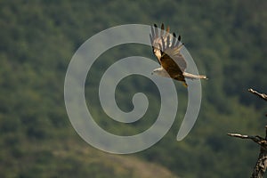 Black Kite Milvus migrans migrans flying and hunting with green background