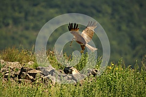 Black Kite Milvus migrans migrans flying and hunting with green background