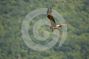 Black Kite Milvus migrans migrans flying and hunting with green background