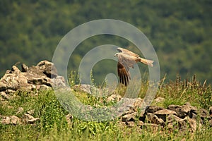 Black Kite Milvus migrans migrans flying and hunting with green background