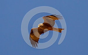 Black Kite Milvus Migrans Milhafrepreto