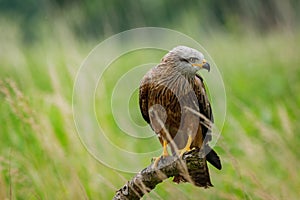 Black kite, Milvus migrans, perched on branch in meadow. Endangered bird of prey in windy summer day. Cute bird.