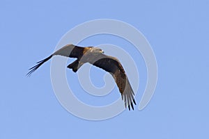 Black kite Milvus migrans predatory bird in flight