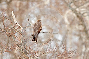 Black kite, Milvus migrans, sitting on metallic tube fence with snow winter. Snowy day. Bird on the meadow. Japan Wildlife.