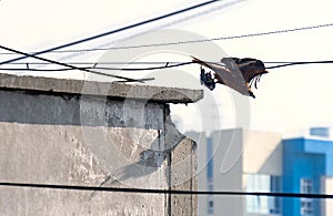 Black Kite Milvus Migrans Taking Off from the Concrete Rooftop of a City Building with a Pigeon in the Claws. Urban Wildlife,